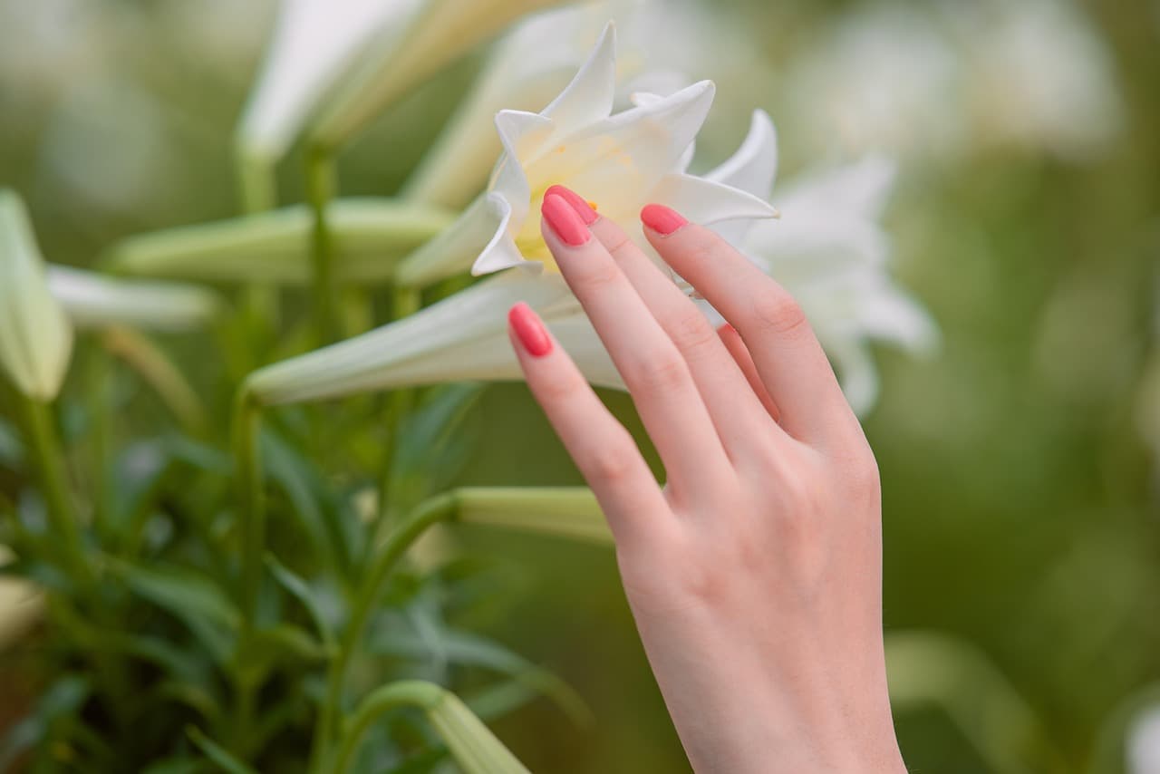 Pink nails beside white lilies